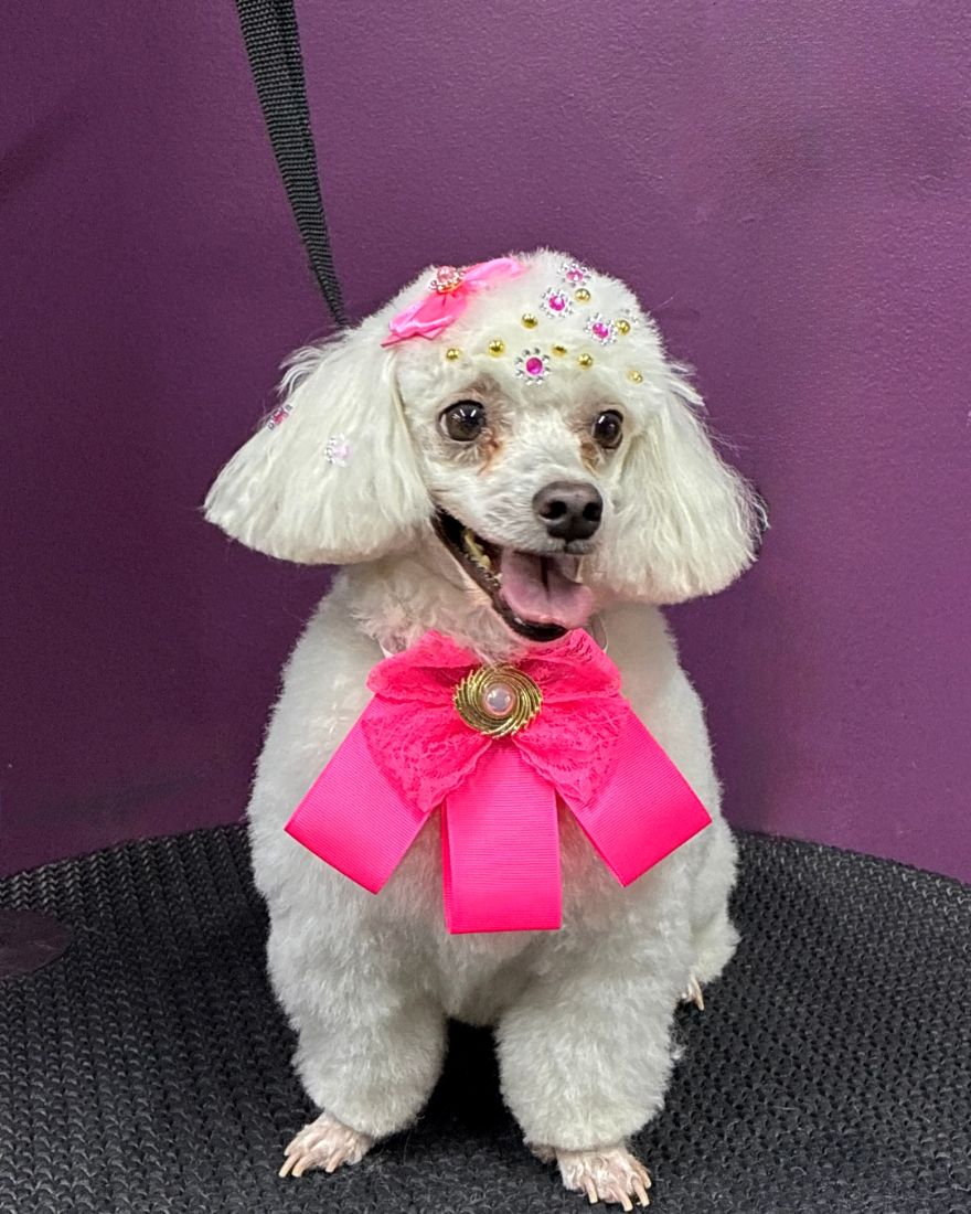 Pet arrumado depois do banho na Rainha dos Pets