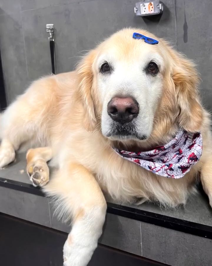 Pet depois do banho e tosa na Rainha dos Pets