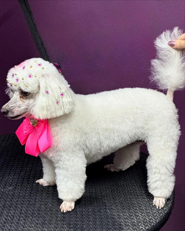 Pet arrumado na Rainha dos Pets